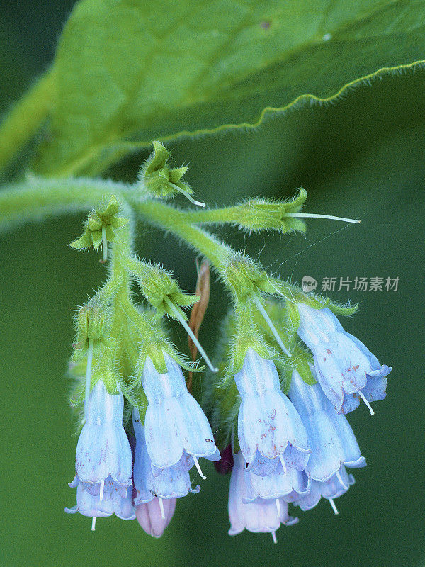 琉璃苣精致花朵的特写(宏)