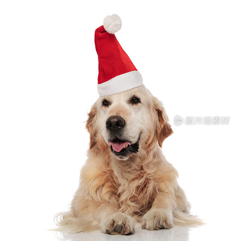 戴着圣诞帽的成熟金毛寻回犬