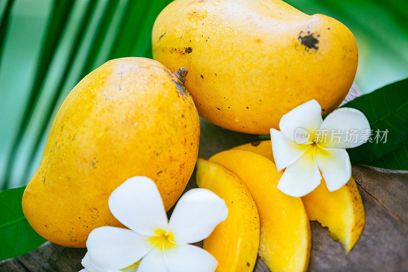 成熟的黄色芒果在棕榈叶的背景