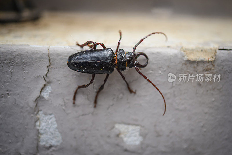 卡科塞莱斯·纽马尼