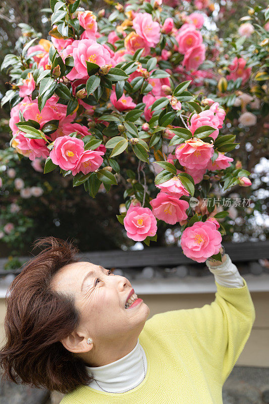 日本妇女看着茶花