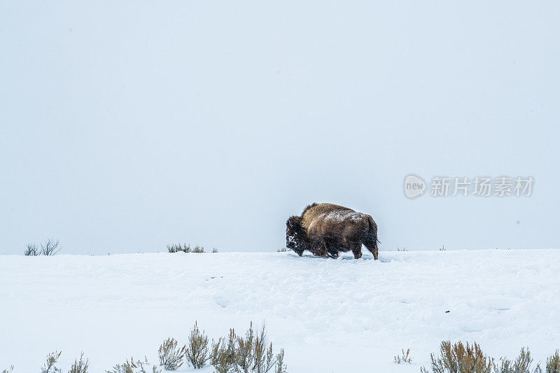 冬天，黄石公园里被雪覆盖的野牛正在迁徙