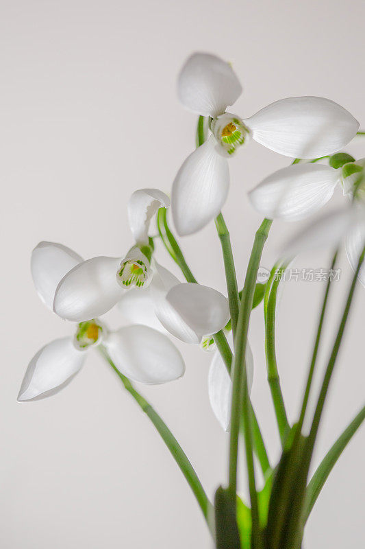 雪花莲,浅色的照片