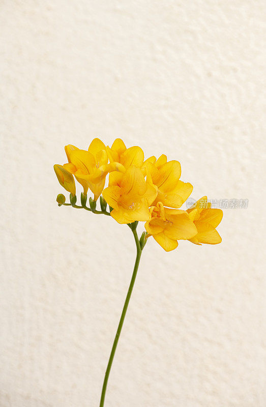 白墙上的黄水仙花