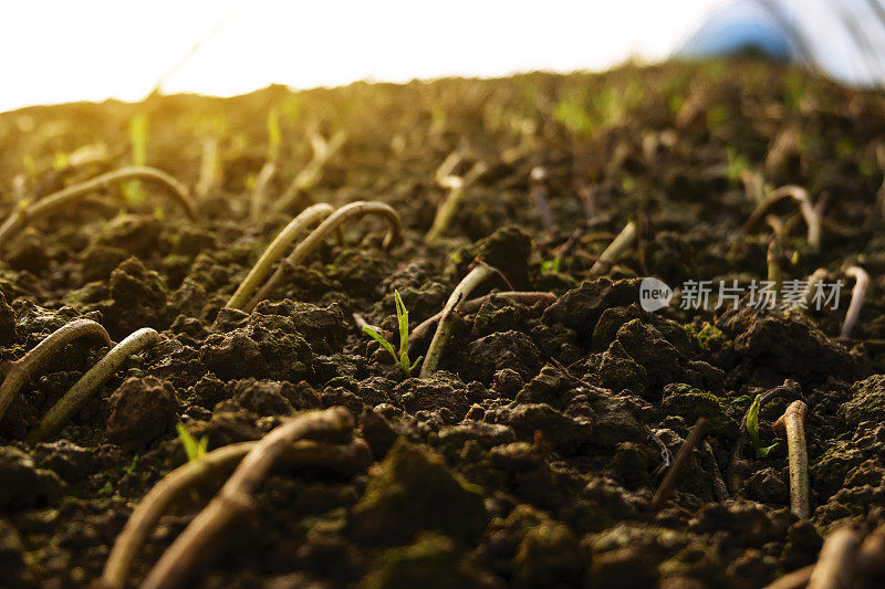 春季在温室里浇菠菜田树苗