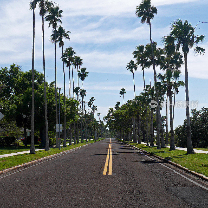 佛罗里达州的一条海滨公路，两旁是巨大的皇家棕榈树，映衬着蓝色的多云天空。