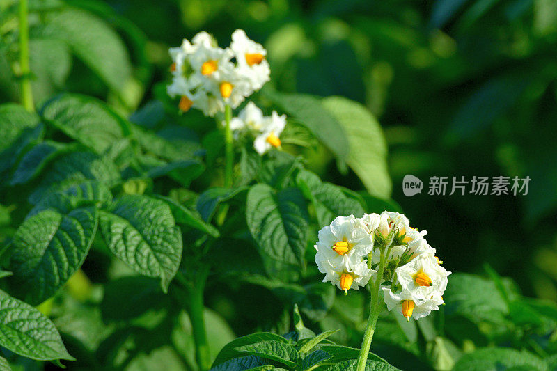 北海道朝川土豆农场土豆花的特写照片