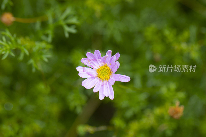 澳大利亚本土植物