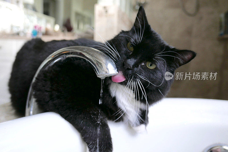 燕尾服猫从水龙头里喝水