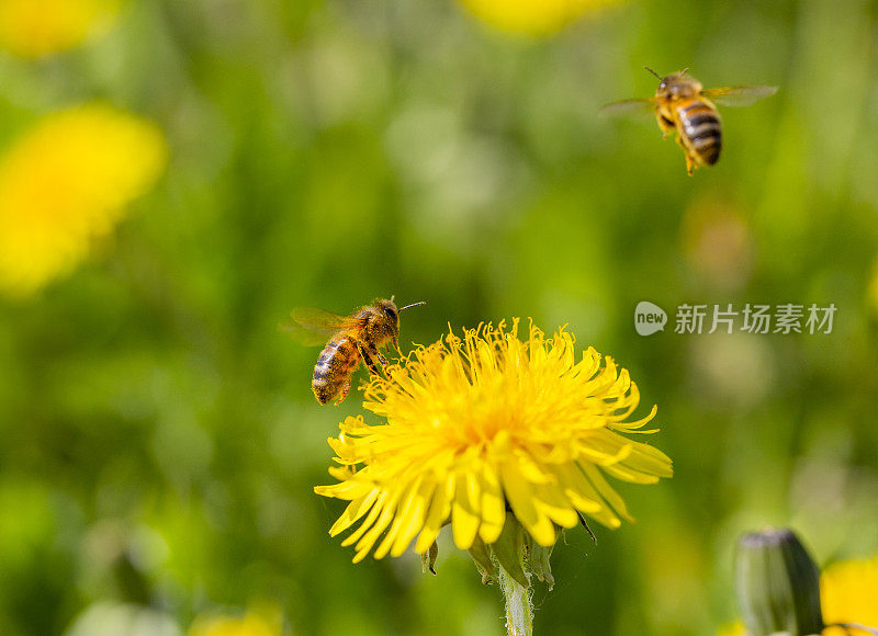 蜜蜂在蒲公英上