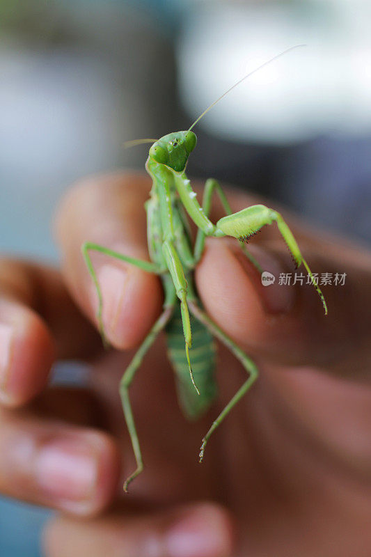 亮绿色的螳螂被一个不认识的人的拇指和食指夹着，三角形的头，凸出的复眼，触角和扩大的前腿，集中在前景