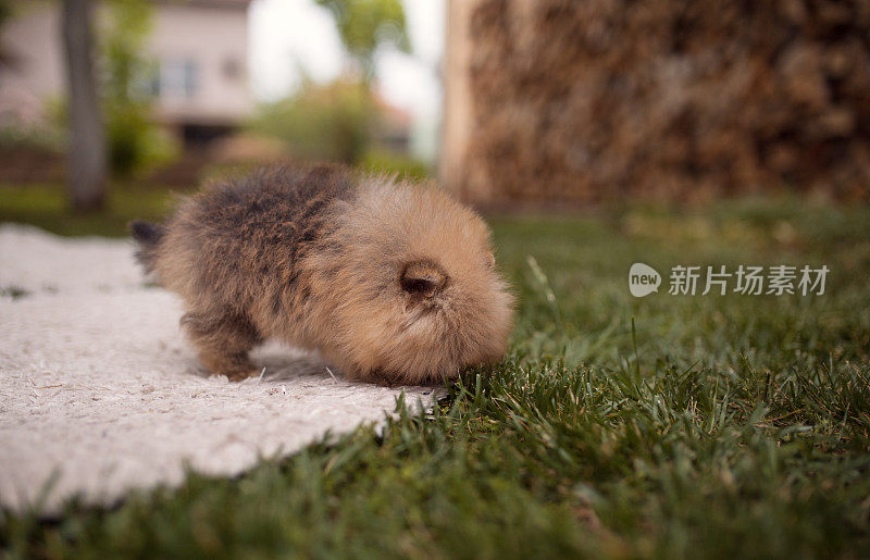 小狗在后院的草坪上玩耍