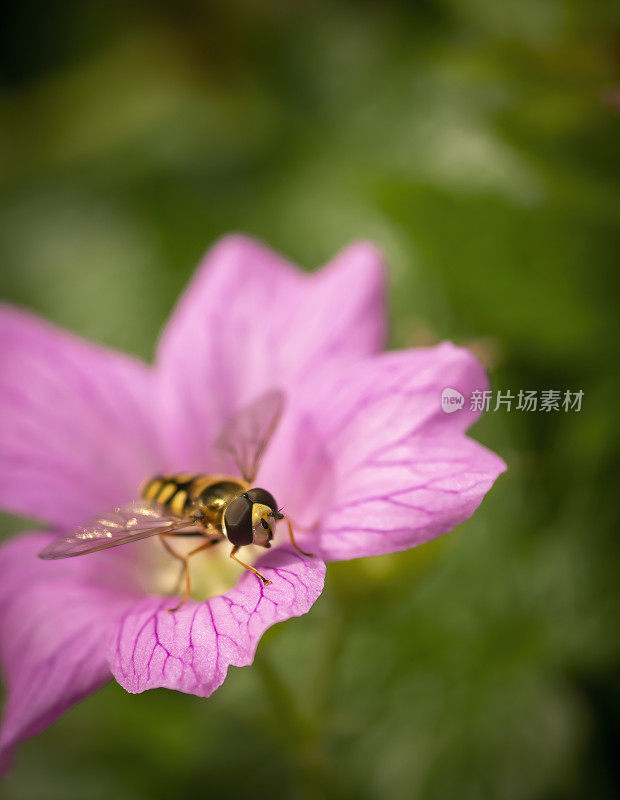 粉红鹤嘴和食蚜蝇