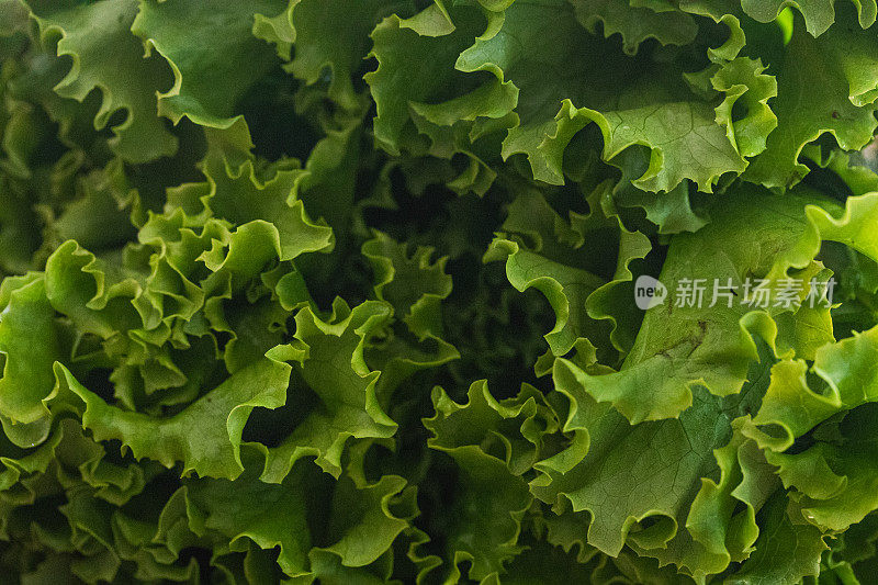 背景新鲜采摘的卷叶莴苣，又称绿叶莴苣。