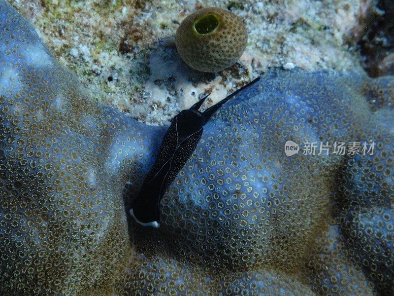 裸鳃亚目动物(Nudibranchia)