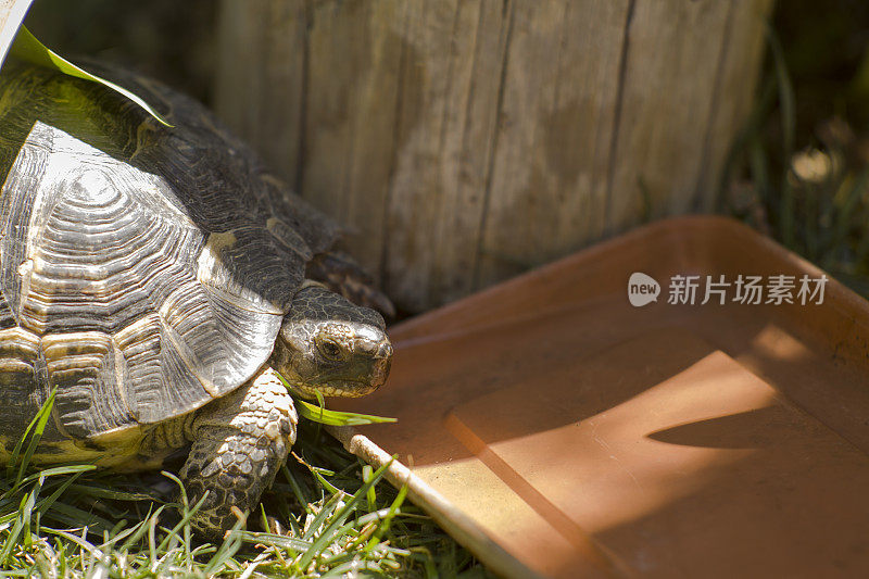 口渴的乌龟