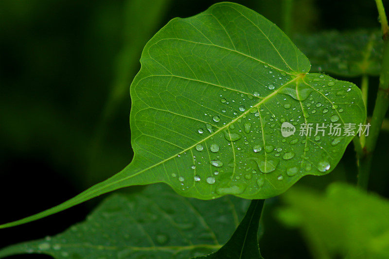 水滴菲库斯雷利吉奥萨