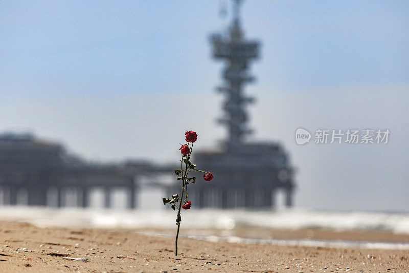 沙上的玫瑰是为了纪念死在海里的人