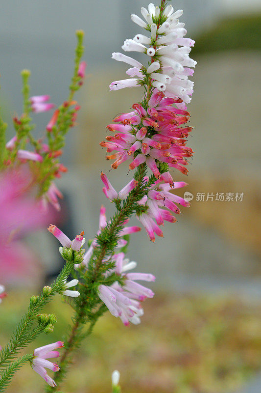 艾丽卡花