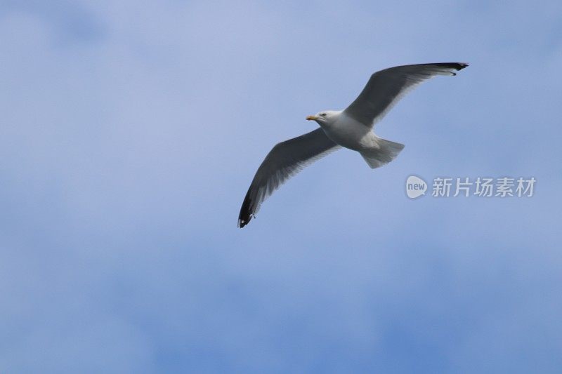 海鸥翱翔