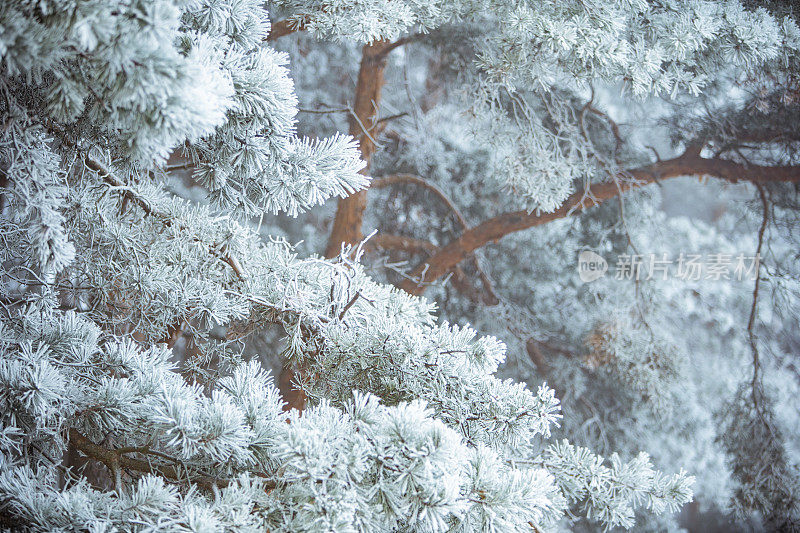 冬天的景象――结了霜的松枝上覆盖着一层雪。树林里的冬天