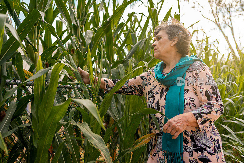 拉丁老妇人在摘玉米