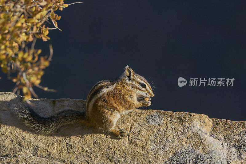 花栗鼠在锡安国家公园的著名峡谷与红悬崖在美国犹他州南部