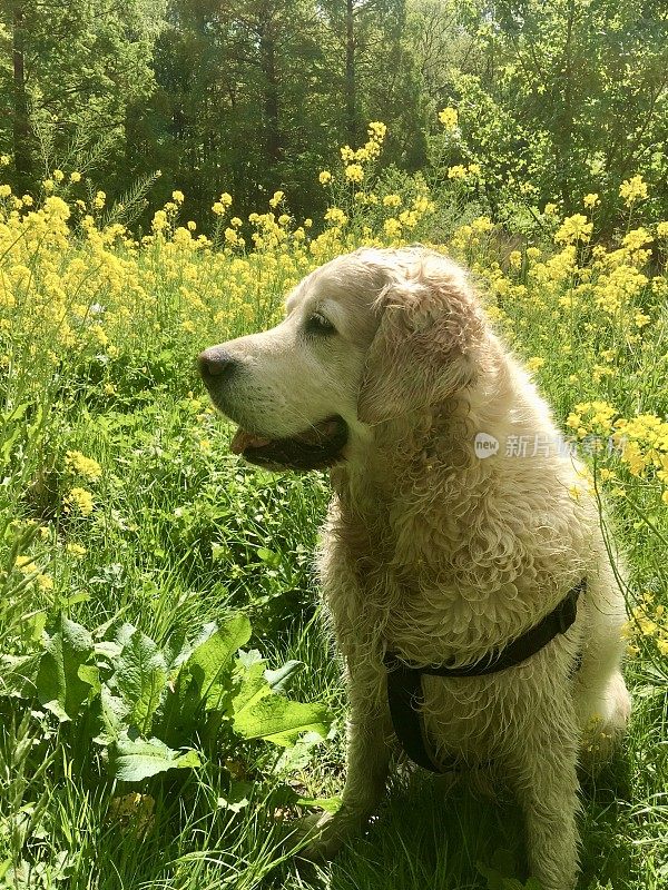 金毛猎犬在一片花丛中