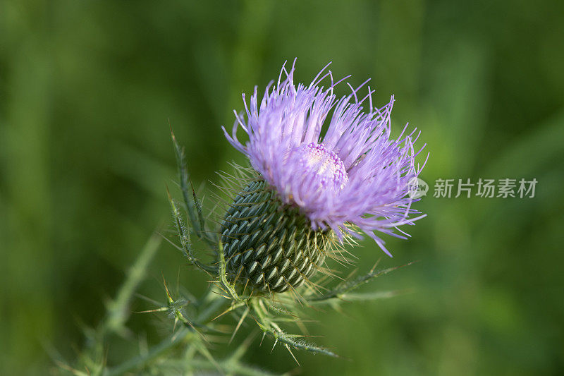 刺棘蓟盛开