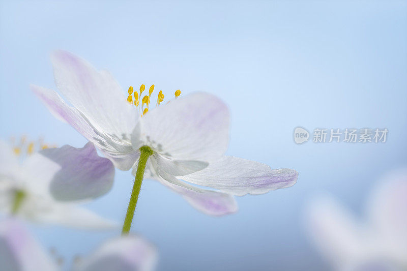 木银莲花开蓝天