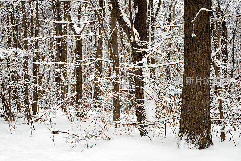 冬天树林里的雪树