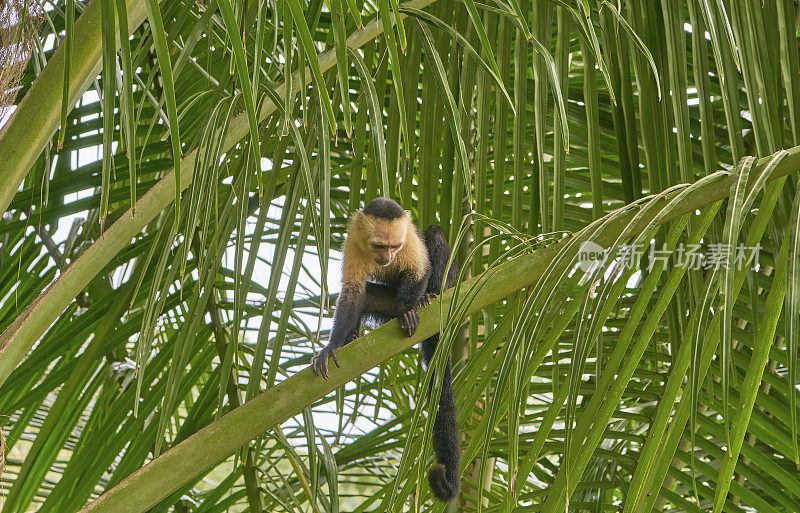哥斯达黎加奥萨半岛科尔科瓦多国家公园里的野生白面卷尾猴