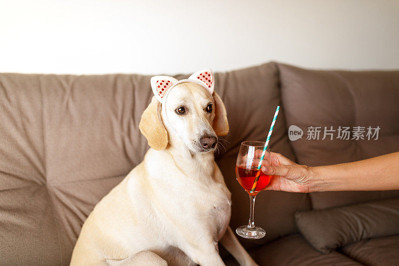 酒精饮料对狗狗不好