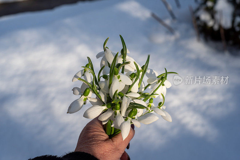 女人捧着雪花莲先开春花