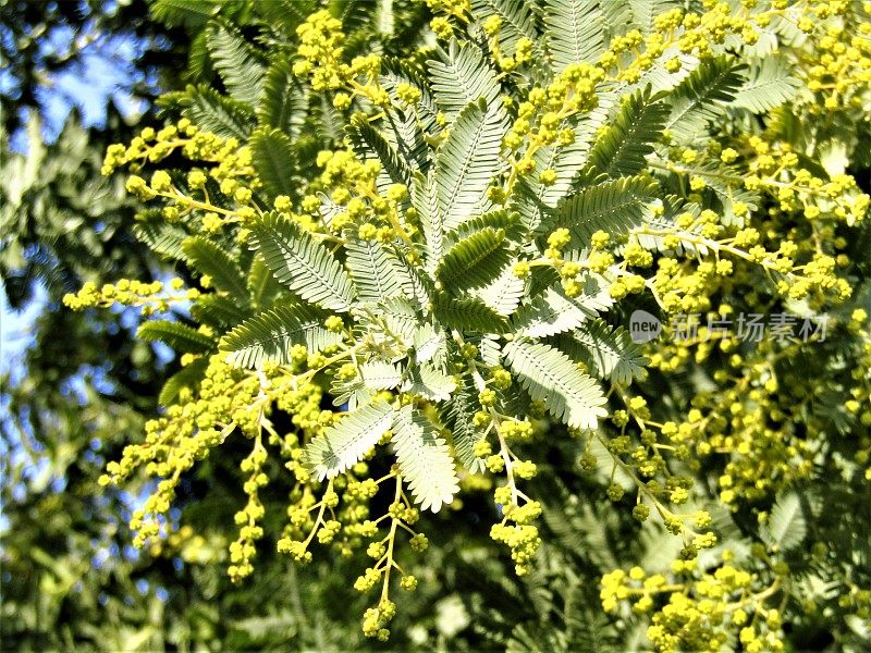 日本。2月。含羞草开花的背景。特写镜头。