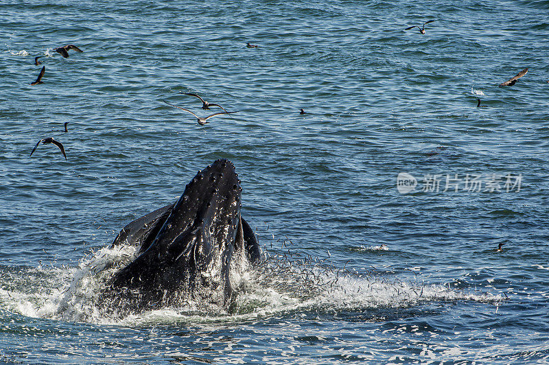 座头鲸在吃一群凤尾鱼