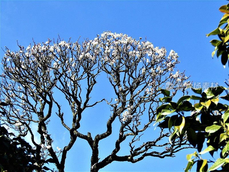 日本。2月。盆景式梅花盛开。