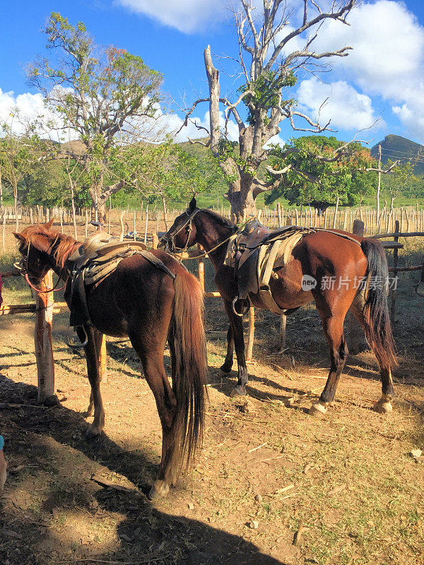 2016年12月23日，两匹马在古巴特立尼达地区休息