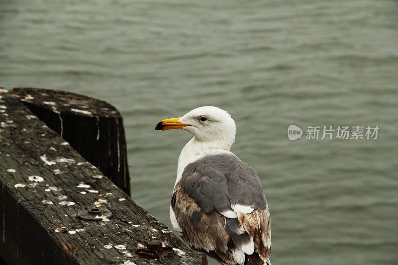 海鸥海鸥鸟Laridae