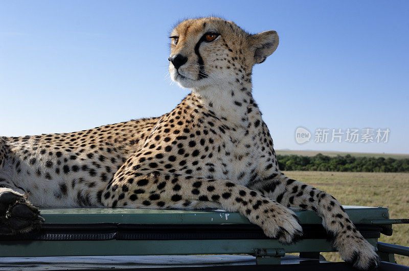 野生猎豹坐在Safari车顶的特写