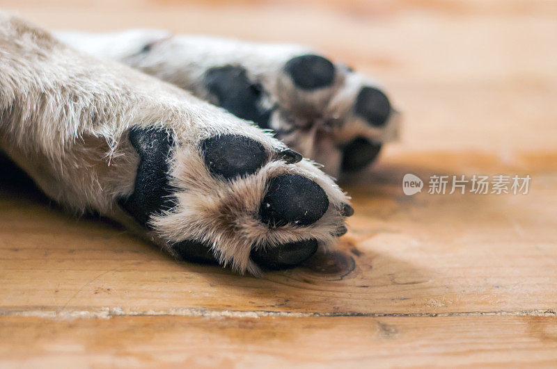 木地板上一只大狗的爪子