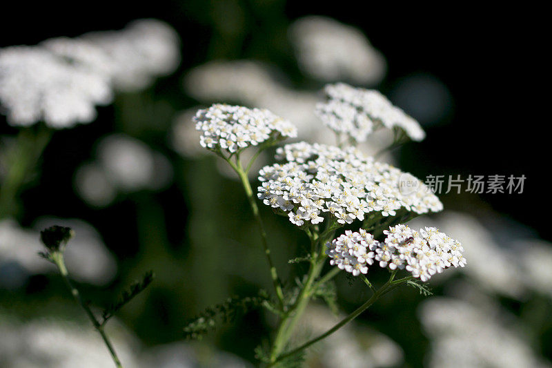 蓍属原花