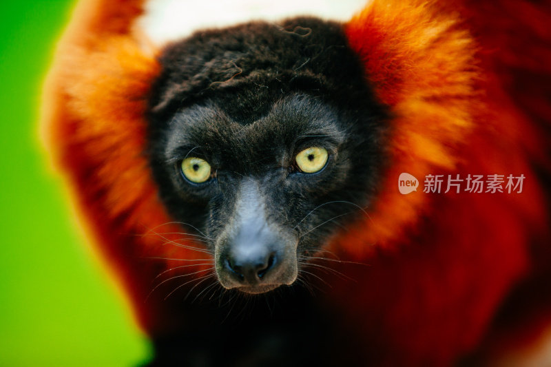 红毛狐猴-红瓦雷西亚