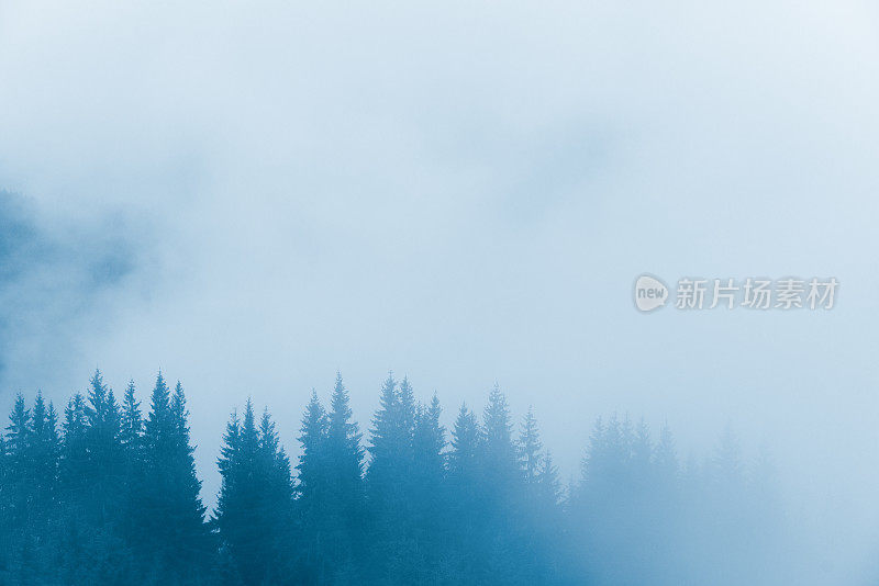 神秘的雾在山坡上的森林