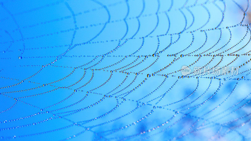 水滴在蜘蛛网在蓝天的背景