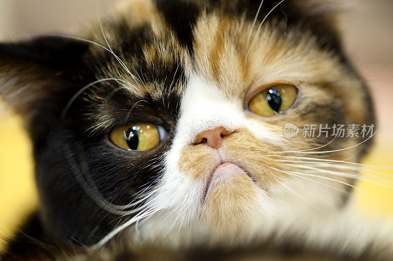 脾气暴躁的奇异玳瑁猫肖像