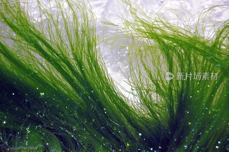 漂浮在水中的海藻