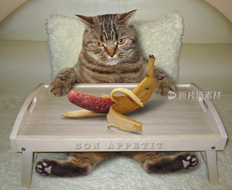 猫在床上吃香蕉