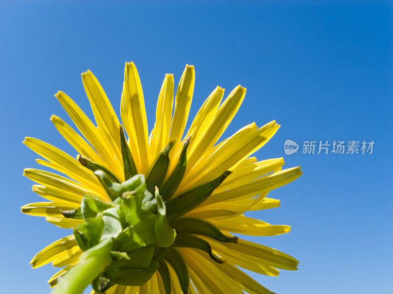 蒲公英:花头有晴朗的蓝天和复制空间