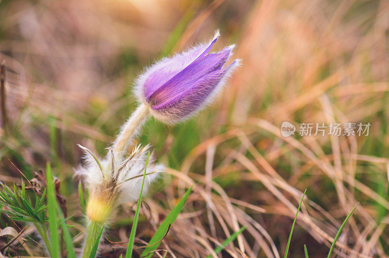 大白鸽花